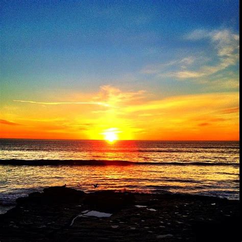The plant life and ecosystem are incredibly unique and diverse. Torrey Pines State Beach | Torrey pines, Beach, Sunset
