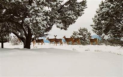 Winter Nature Animals Snow Deer Desktop Background