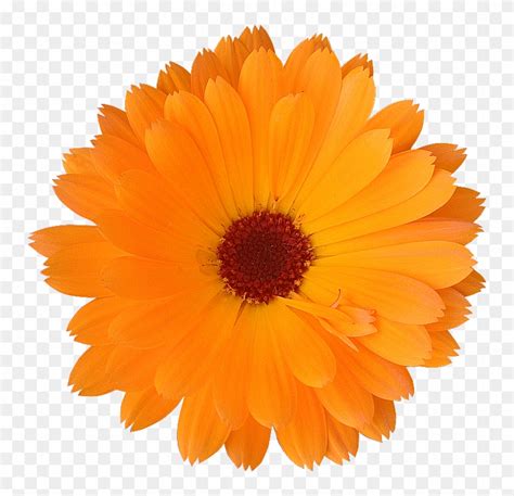 2018 03 27 Orange Flower No Background Free Transparent Png Clipart
