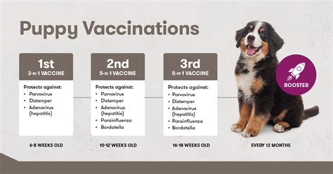 What Vaccines Do Puppies Need At 6 Weeks Old Puppy And Pets