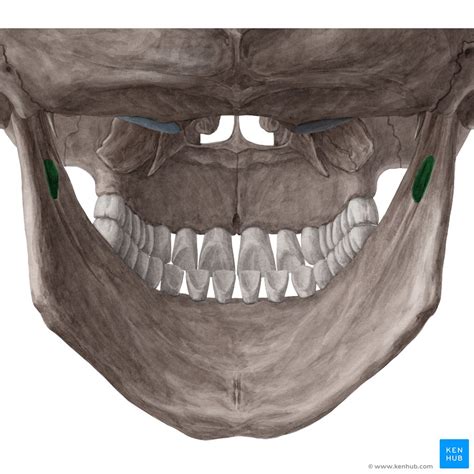 Posterior And Lateral Views Of The Skull Anatomy Kenhub