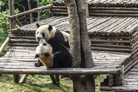 Que Ver En Chengdu En Un Día Panda Base Chengdu Ver Osos Panda