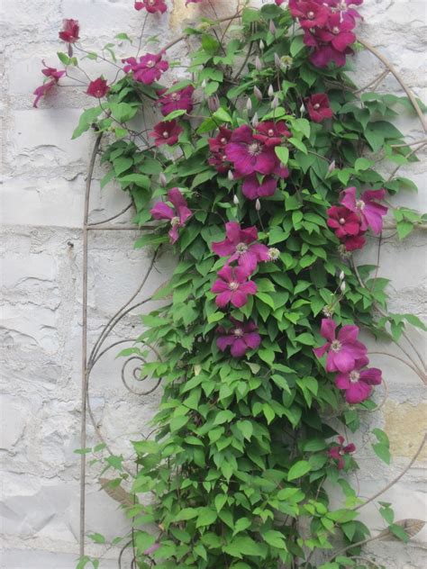 Neglected clematis grow tall and bear flowers too high to see, or scramble all around, shade themselves, and bear flowers sparsely. Fast-growing vines offer privacy to structure | Fast ...