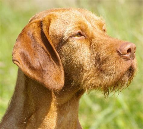 Wirehaired Vizsla Dog Breed Information And Images K9rl