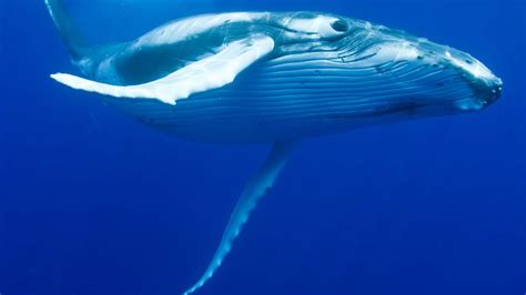 Photos courtesy chico mendes institute for biodiversity conservation. Humpback Whales' Recovery Underscores Need to Safeguard ...