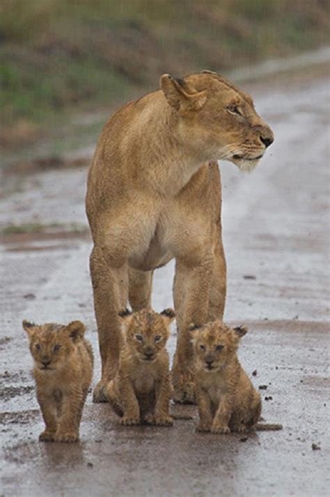 Check Out These Lion Cubs Amazing Photo Of The Day Dottech