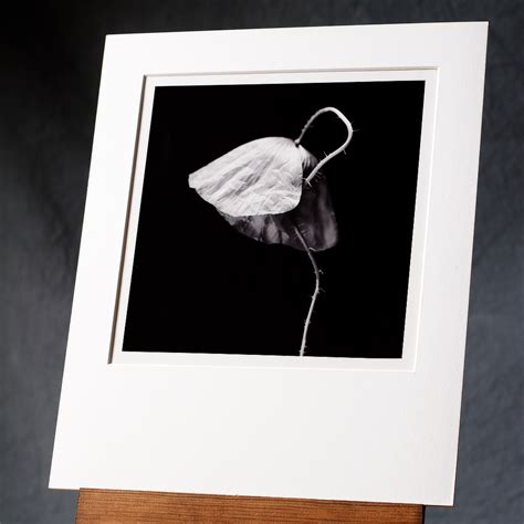 Hand Printed Photos Beautiful Exclusive Black And White Silver Gelatin