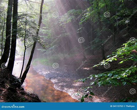Relaxing Forest Scenery Stock Photo Image Of Rain Hills 34113752