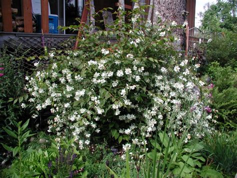 Alaska Hardy® Trees And Shrubs