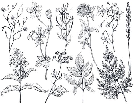 Premium Vector Collection Of Hand Drawn Flowers And Herbs