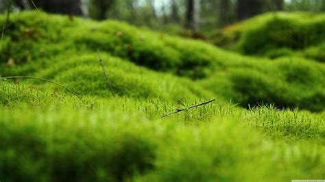 15 Best 4k Desktop Wallpaper Green You Can Download It For Free