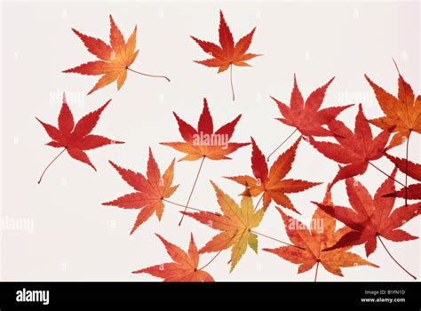 Scattered Red Maple Leaves Stock Photo Alamy