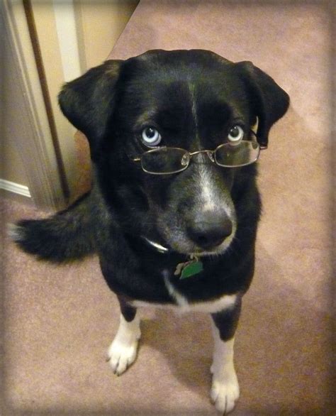 Cute Dog Wearing Glasses Dogs Animals Cute Dogs
