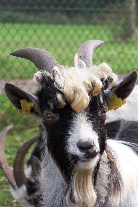 Headshot Of Friendly Male Goat Curly Hair Animal Photos Animals