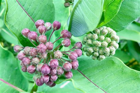 Wild Edible Common Milkweed Seashore To Forest Floor