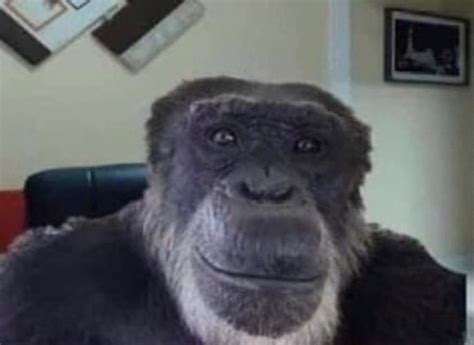 Create Meme Chimpanzee Monkey Chimpanzees Pictures Meme