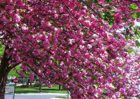 Kwanzan cherry tree is the showiest of all japanese cherry blossom trees. Kwanzan Cherry Tree Profile and Care Instructions