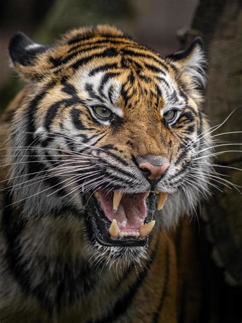 Angry Sumatran Tiger 2440951 Stock Photo At Vecteezy