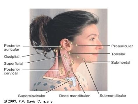 Head And Neck