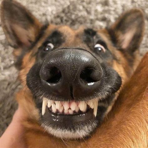 22 Pics Of German Shepherd Dogs To Put A Smile On Your