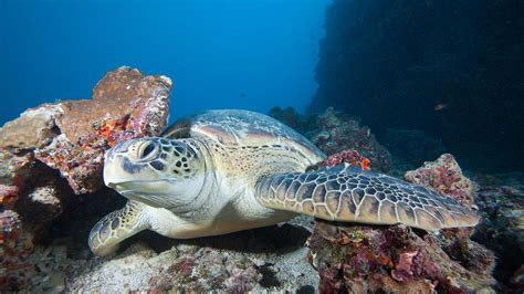 Search For Iconic Maldives Marine Life With Your Dive Butler At Kudadoo