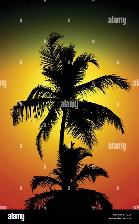 El Tropical Coconut Palm Tree Top Silueta Sobre Un Espectacular