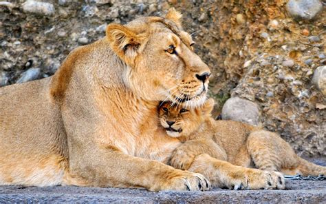 Mother Lion And Her Baby Image Abyss