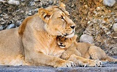 Mother Lion and her Baby - Image Abyss