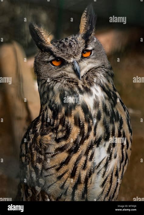 Owl Eyes Sleepy Hi Res Stock Photography And Images Alamy