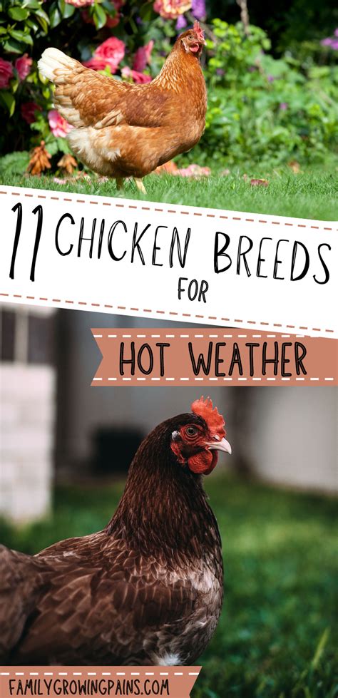 The Best Chicken Breeds For Hot Weather Chicken Breeds Laying Chickens Breeds Backyard