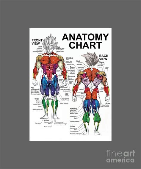 Anatomy Muscle Chart Diagram Poster Digital Art By Bui Thai