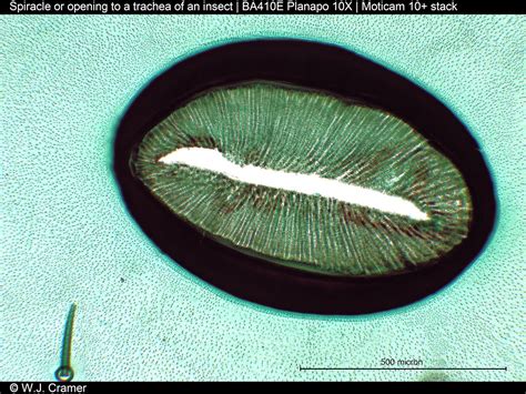 Motic Europe | Blog: How insects breath