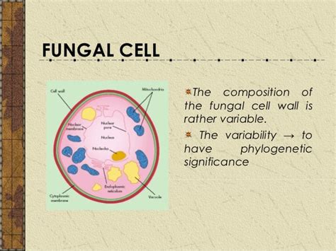 Chap 2 Fungal Cell