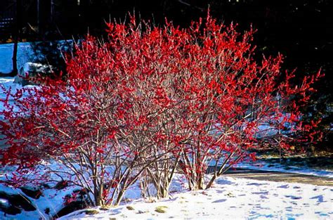 Berry Heavy Winterberry Holly Bush For Sale The Tree Center