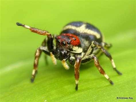 Jumping Spider Phiale Mimica Salticidae Jumping Spider Arthropods