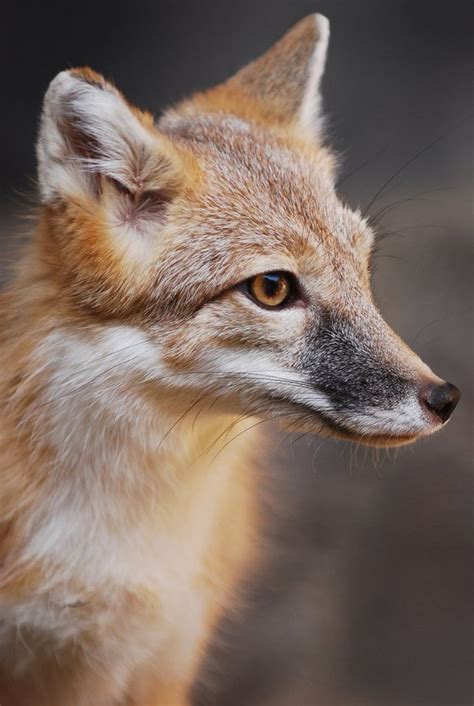 Pin By Davidwagnerdavid On Fox Ii Swift Fox Fox Animals Beautiful