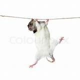 Rat Climbing Rope Pictures
