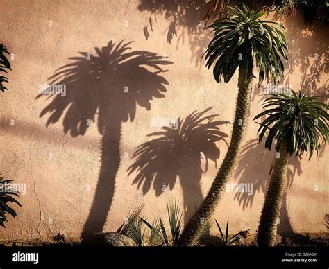 Shadows Of Palm Trees Cast In A Wall In A Home In Todos Santos Baja