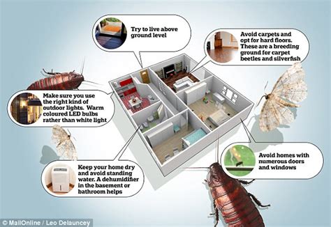 5 Ways To Prevent Bugs From Invading Your Home Daily Mail Online
