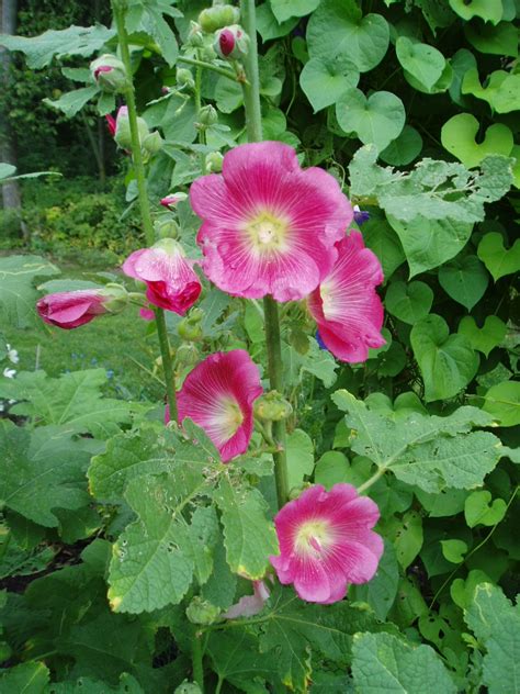 Hollyhock Indian Spring All America Selections