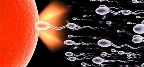 Most Tartsd Vissza A Nevetésed A Sperma Vitamin A Fiatalság Titkáta