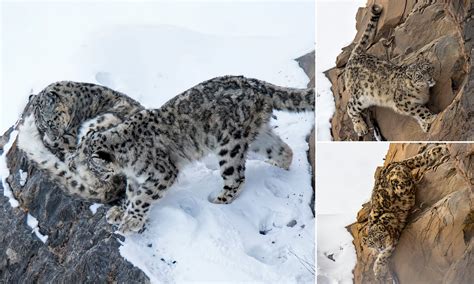 25 Rare Black Snow Leopard 228665 Jpblopixtkfni