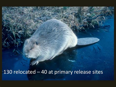 Ppt Beaver Reintroduction In The Absaroka Beartooth Wilderness