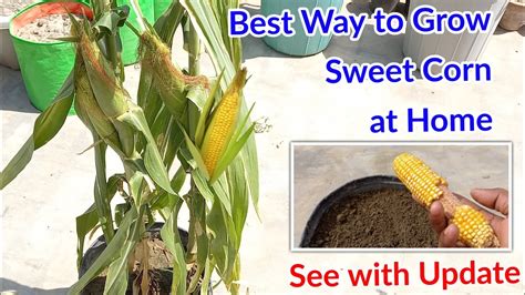How To Grow Sweet Corn At Home Youtube