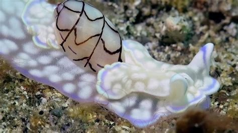 Mesmerising Rare Sea Snail Youtube