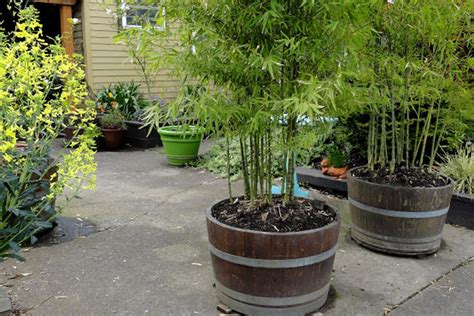 Grow bamboo in pots that can fit into your. Growing Bamboo Plants in Pots | Living Bamboo - Brisbane ...