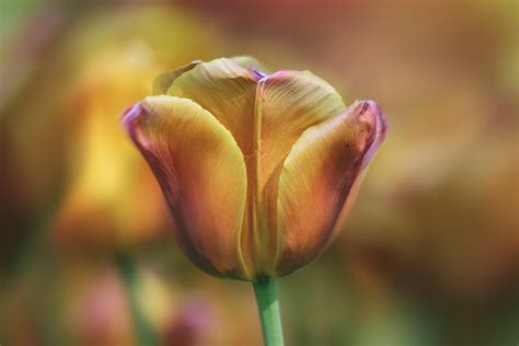 Tulipano | JuzaPhoto