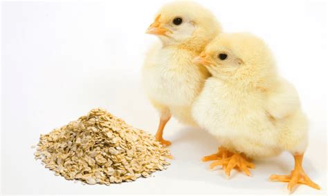 Can You Feed Baby Chicks Rolled Oats Feeding Guide