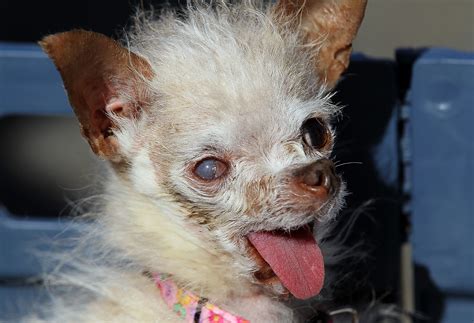 Worlds Ugliest Dog Contest Returns To The North Bay Cbs
