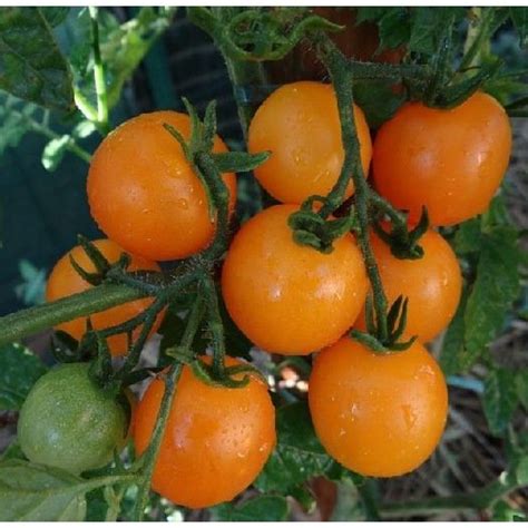 Semences Biologiques De Tomate Cerise Jaune Ronde